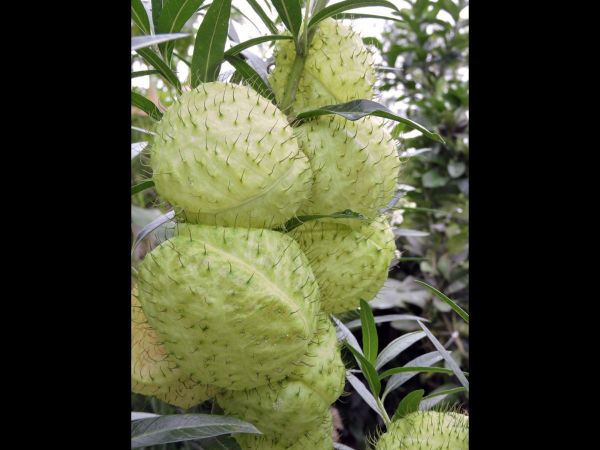Gomphocarpus physocarpus
Balloonplant (Eng) - fruits
Trefwoorden: Plant;Apocynaceae;vrucht