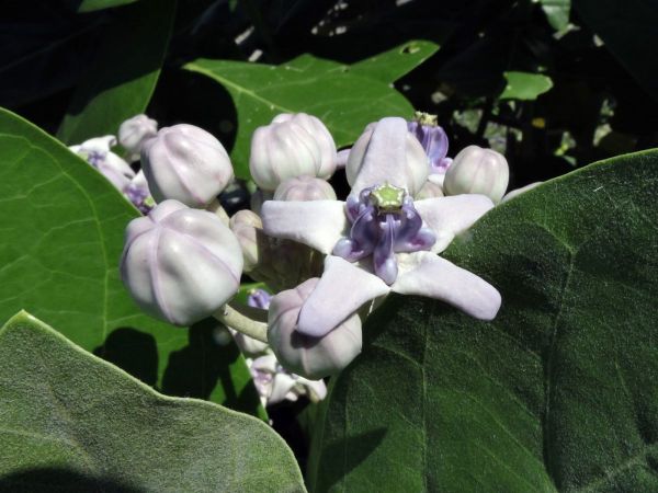 Calotropis gigantea
Crown Flower (Eng) Biduri (Ind)
Trefwoorden: Plant;Apocynaceae;Bloem;purper;wit