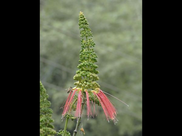 Calliandra calothyrsus
Red Callandria (Eng) Kaliandra Merah (Ind)
Keywords: Plant;Fabaceae;Bloem;geel;rood