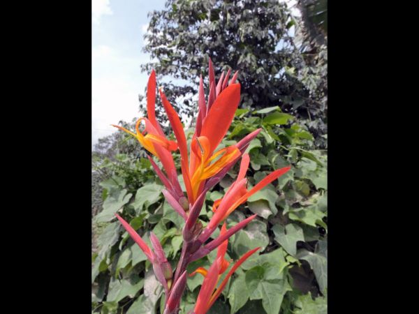 Canna indica
Indian Shot (Eng) Bunga tasbih (Ind)
Keywords: Plant;Cannaceae;Bloem;rood