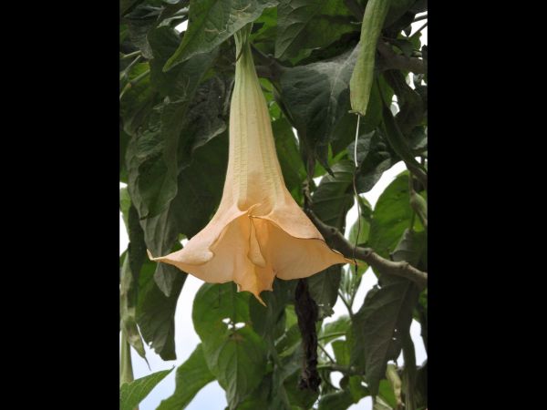 Brugmansia suaveolens
Angel's Trumpet (Eng) Kecubung Hutan (Ind)
Trefwoorden: Plant;Solanaceae;Bloem;wit;geel