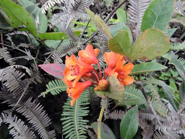 Rhododendron; R. retusum
Blunt-leaved Rhododendron (Eng)
Trefwoorden: Plant;Ericaceae;Bloem;rood