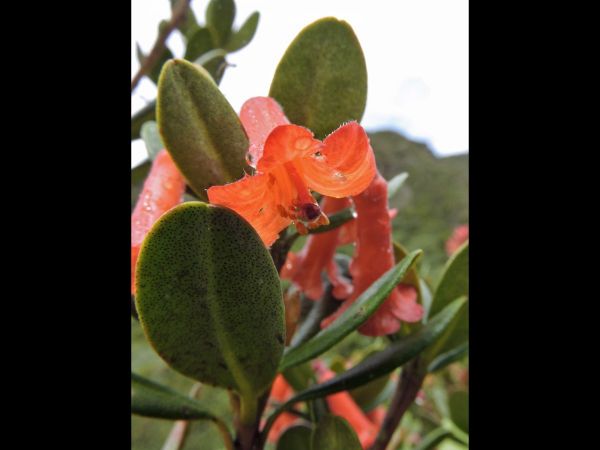 Rhododendron retusum
Blunt-leaved Rhododendron (Eng)
Trefwoorden: Plant;Ericaceae;Bloem;rood