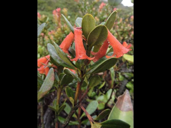 Rhododendron retusum
Blunt-leaved Rhododendron (Eng)
Trefwoorden: Plant;Ericaceae;Bloem;rood