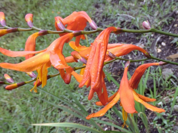 Crocosmia crocosmiiflora
Montbretia (Eng/Ned)
Keywords: Plant;Iridaceae;Bloem;oranje
