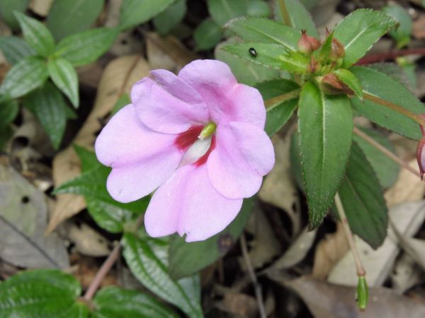Impatiens platypetala
Dlium Sereng (Ind) - magenta type
Trefwoorden: Plant;Balsaminaceae;Bloem;roze;rood