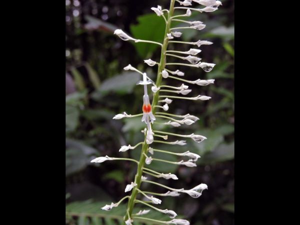 Globba paniculata
Trefwoorden: Plant;Zingiberaceae;Bloem;wit