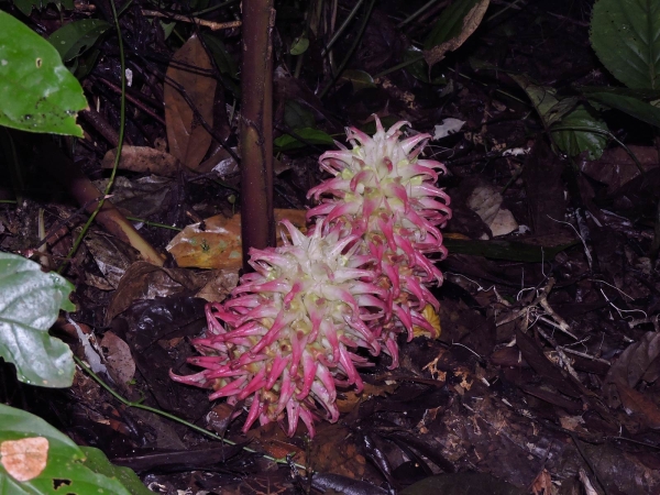 Zingiber loerzingii
-
Trefwoorden: Plant;Zingiberaceae;Bloem;wit;roze