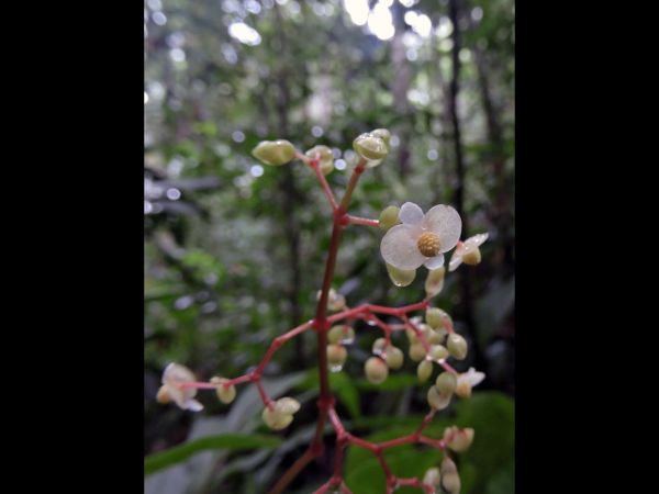 Begonia sp. 
Trefwoorden: Plant;Begoniaceae;Bloem;wit