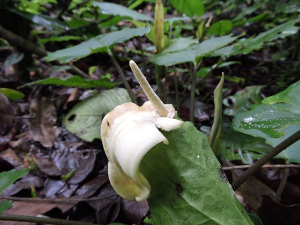 Anthurium sp. 
Trefwoorden: Plant;Araceae;Bloem;wit