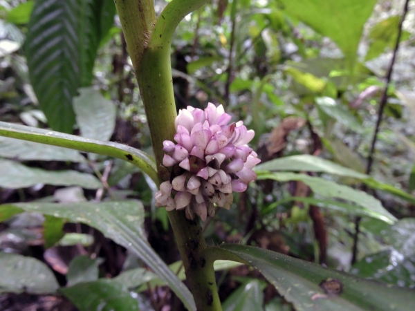 Amischotolype mollissima
Graceful Forrestia (Eng) Kerok Batok, Gewor, Celi Badak (Ind)
Trefwoorden: Plant;Commelinaceae;Bloem;roze