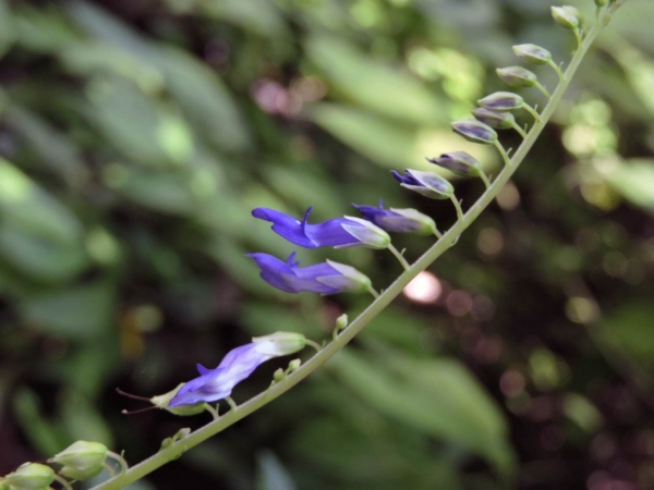Rhynchoglossum obliquum
Small-Flowered Tongue-Lip, Small Flowered Rhynchoglossum (Eng)
Trefwoorden: Plant;Gesneriaceae;Bloem;blauw