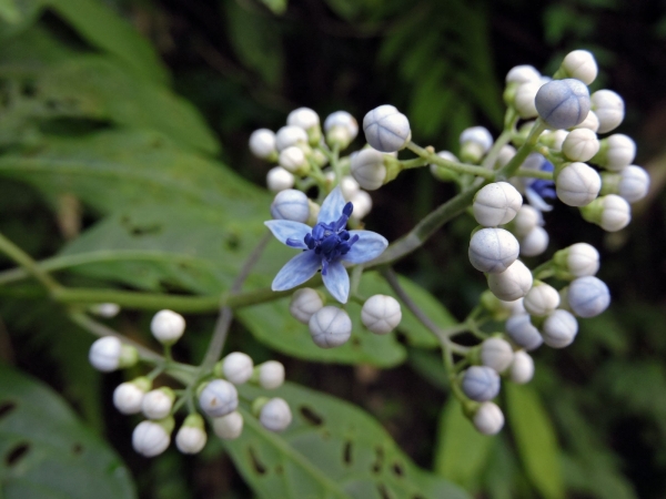 Dichroa febrifuga
Chinese Quinine (Eng) Gigil (Ind)
Trefwoorden: Plant;Hydrangeaceae;Bloem;blauw;wit