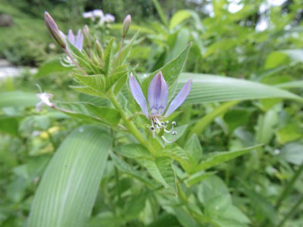 Cleome rutidosperma
Fringed Spider Flower, Purple Cleome (Eng)
Keywords: Plant;Cleomaceae;Bloem;purper;violet