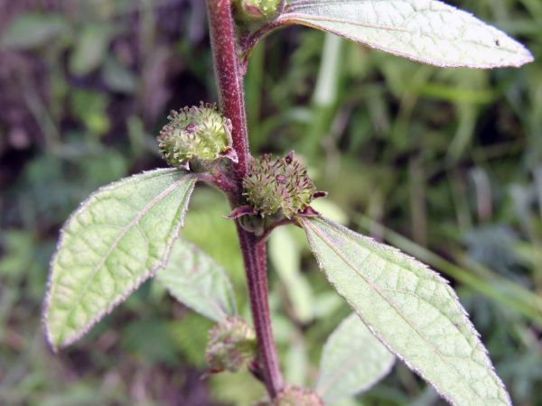 Urena lobata
Caesarweed (Eng) Pulutan (Ind) - fruit
Trefwoorden: Plant;Malvaceae;vrucht