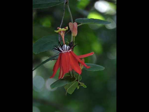 Passiflora; P. coccinea
Red Passion Flower (Eng)
Trefwoorden: Plant;Passifloraceae;Bloem;rood