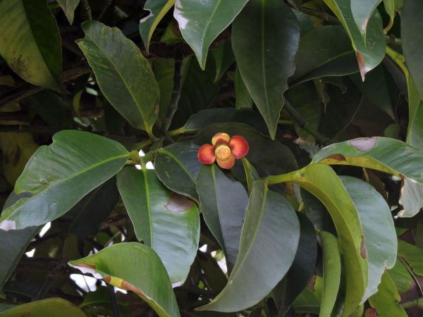 Garcinia mangostana
Mangosteen (Eng) Manggis (Ind) - young fruit
Trefwoorden: Clusiaceae;Boom;vrucht;cultuurgewas