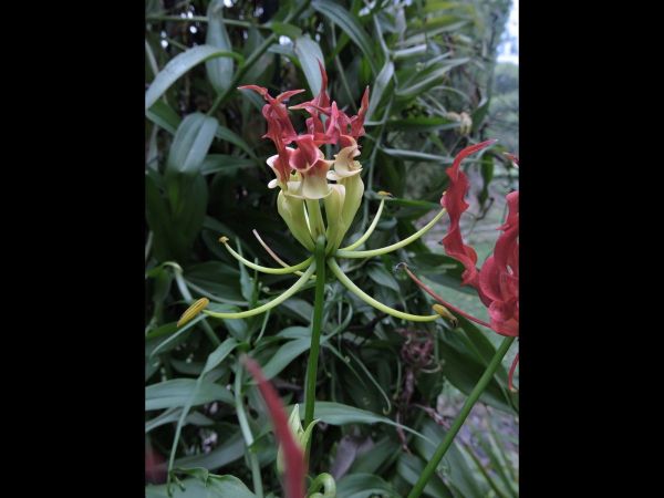 Gloriosa superba
Flame Lily (Eng) Kembang Sungsang (Ind)
Trefwoorden: Plant;Colchicaceae;Bloem;groen;rood