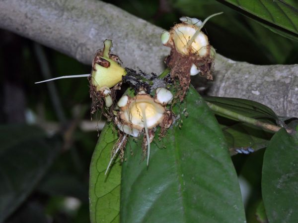 Eugenia; E. reinwardtiana
Cedar Bay Cherry (Eng) - old flower
Trefwoorden: Plant;Myrtaceae;Bloem;wit