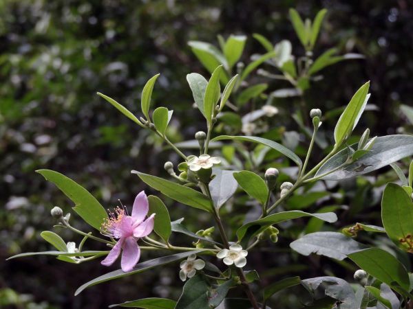 Rhodomyrtus tomentosa
Rose Myrtle (Eng) Kemunting (Ind)
Trefwoorden: Plant;struik;Myrtaceae;Bloem;purper