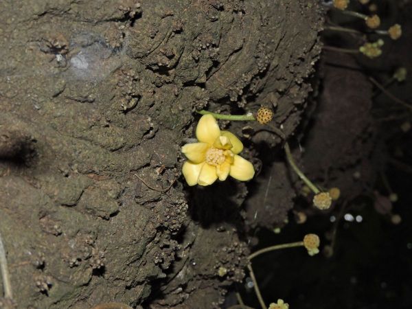 Stelechocarpus burahol
Kepel Apple (Eng) Kepel (Ind) - flower on trunk (cauliflory)
Keywords: Plant;Boom;Annonaceae;Bloem;geel