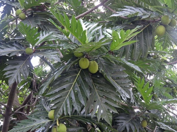 Artocarpus altilis
Breadfruit (Eng) kelur, Sukun (Ind) Broodboom (Ned)
Trefwoorden: Plant;Boom;Moraceae;vrucht