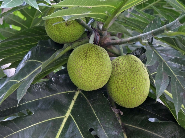 Artocarpus altilis
Breadfruit (Eng) kelur, Sukun (Ind) Broodboom (Ned) - fruits
Trefwoorden: Plant;Boom;Moraceae;vrucht