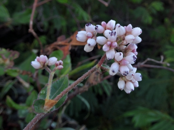 Persicaria chinensis
Chinese Knotweed, Creeping Smartweed (Eng)
Trefwoorden: Plant;Polygonaceae;Bloem;wit;roze