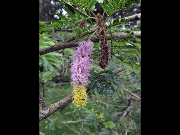Dichrostachys cinerea
Sickle Bush (Eng)
Trefwoorden: Plant;Boom;Fabaceae;Bloem;geel;roze