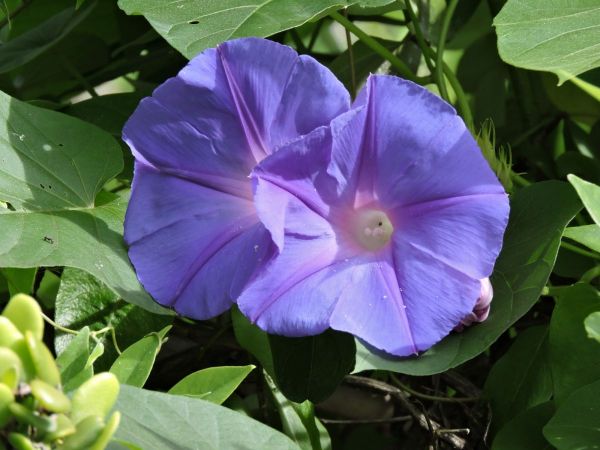 Ipomoea purpurea
Common Morning Glory (Eng) - blue type
Keywords: Plant;Convolvulaceae;Bloem;blauw;purper;wit