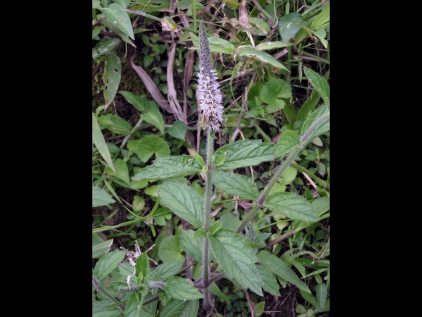 Mentha; M. spicata
Spearmint (Eng) Aarmunt (Ned)
Trefwoorden: Plant;Lamiaceae;Bloem;wit