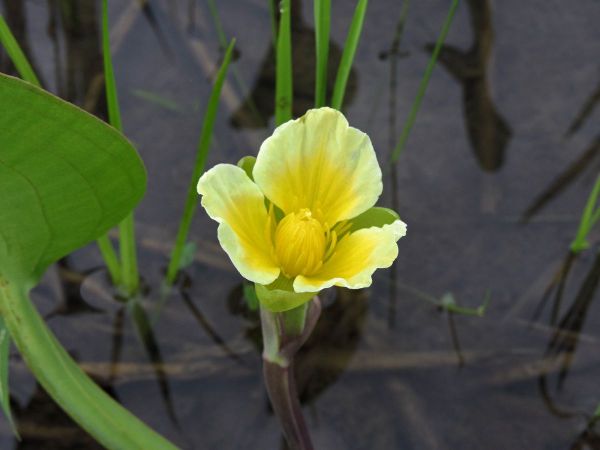 Limnocharis flava
Yellow Sawah Lettuce (Eng) Genjer (Ind) 
Keywords: Plant;Alismataceae;Bloem;geel;waterplant
