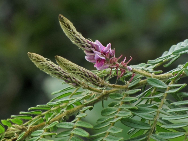 Indigofera stachyodes
Spike-flower Indigo (Eng)
Keywords: Plant;struik;Fabaceae;Bloem;rood;roze