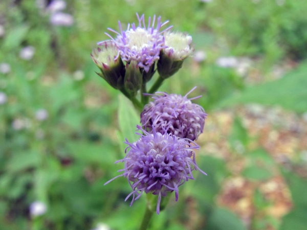 Praxelis clematidea
Praxelis (Eng)
Keywords: Plant;Asteraceae;Bloem;blauw;lila
