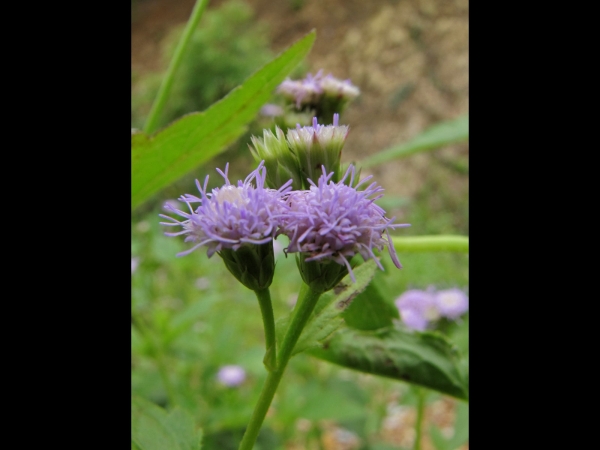Praxelis clematidea
Praxelis (Eng)
Trefwoorden: Plant;Asteraceae;Bloem;blauw;lila