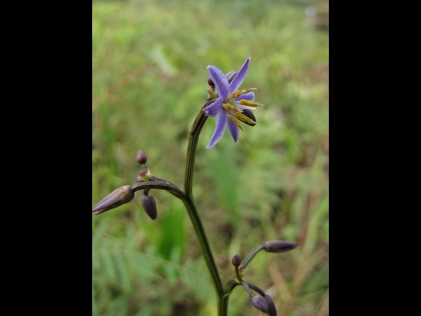 Dianella; D. ensifolia
Common Dianella, Flax Lily (Eng)
Keywords: Plant;Asphodelaceae;Bloem;blauw