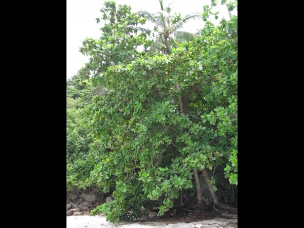 Terminalia catappa
Indian Almond (Eng) Ketapang (Malay)
Trefwoorden: Plant;Boom;Combretaceae;Bloem;wit;groen