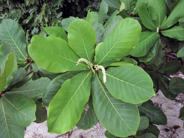 Terminalia catappa
Indian Almond (Eng) Ketapang (Malay) - Female
Trefwoorden: Plant;Boom;Combretaceae;Bloem;wit;groen