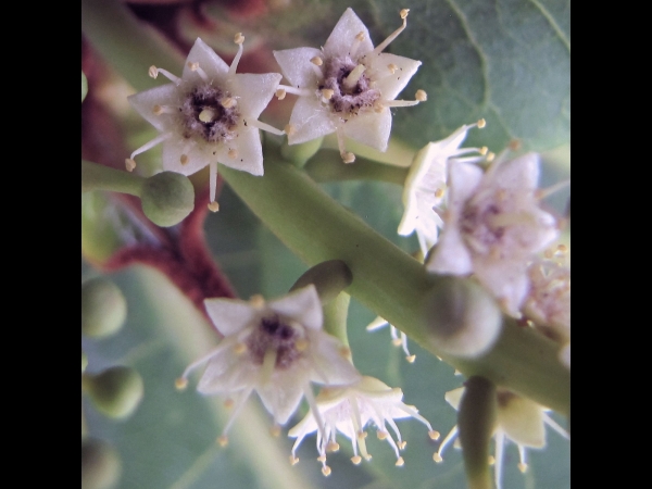 Terminalia catappa
Indian Almond (Eng) Ketapang (Malay) - Female
Trefwoorden: Plant;Boom;Combretaceae;Bloem;wit;groen