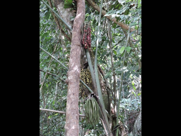 Caryota; C. Urens
Jaggary Palm (Eng) Merdin, Dudok, Rabuk (Malay) - inflorescence and fruits
Trefwoorden: Plant;Boom;Arecaceae;Bloem;groen