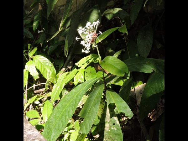 Ixora finlaysoniana
Siamese White Ixora, Fragrant Ixora (Eng) 
Trefwoorden: Plant;Rubiaceae;Bloem;wit