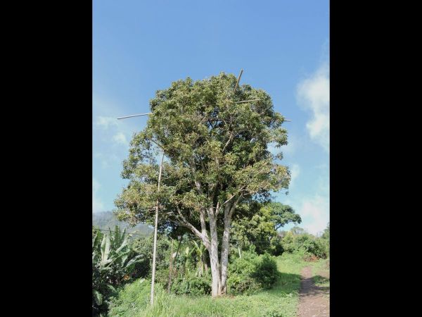 Syzygium aromaticum
Clove Tree (Eng) Kruidnagelboom (Ned) Cengkih (Ind)
Trefwoorden: Plant;Boom;Myrtaceae;Bloem;wit;cultuurgewas