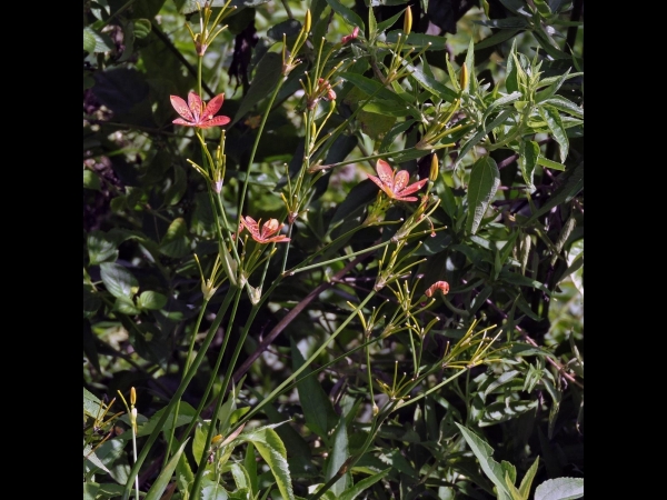 Iris domestica
Blackberry Lily, Leopard Flower (Eng) Brojo Lintang (Ind)
Trefwoorden: Plant;Iridaceae;Bloem;rood