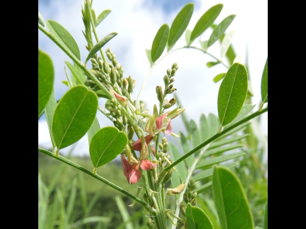 Indigofera suffruticosa
Small-leaved Indigo, Anil (Eng)
Trefwoorden: Plant;Fabaceae;Bloem;roze