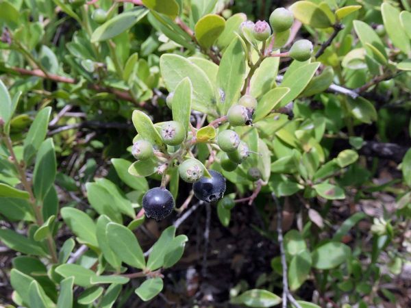 Vaccinium varingiaefolia
Arngoni, Cantigi Wungu (Ind) - fruits
Trefwoorden: Plant;Ericaceae;vrucht