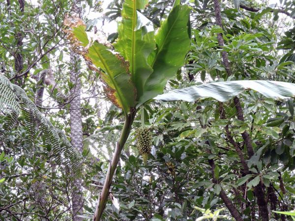 Alpinia myriocratera
Dead Body Banana (Eng) Muku Ata Mata (Loc)
Trefwoorden: Plant;Zingiberaceae;vrucht