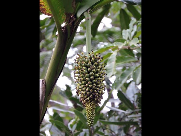 Alpinia myriocratera
Dead Body Banana (Eng) Muku Ata Mata (Loc) - fruit
Keywords: Plant;Zingiberaceae;vrucht