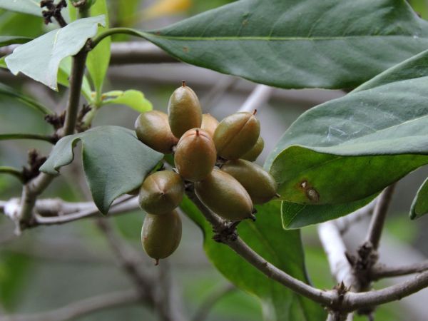 Pittosporum moluccanum
Mera Meke (Loc) - fruit
Trefwoorden: Plant;Pittosporaceae;vrucht