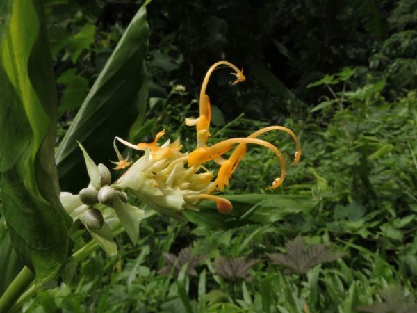Globba schomburgkii
Yellow Dancing Girl Ginger (Eng)
Keywords: Plant;Zingiberaceae;Bloem;geel