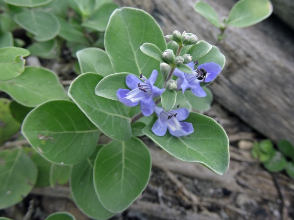 Vitex trifolia
Simpleleaf Chastetree, Coastal Vitex, Indian Wild Pepper (Eng) Legundi (Ind), Legoendi (Ned)
Keywords: Plant;struik;Lamiaceae;Bloem;blauw